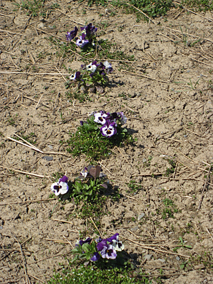 pansy mulched